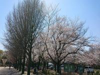3桜4